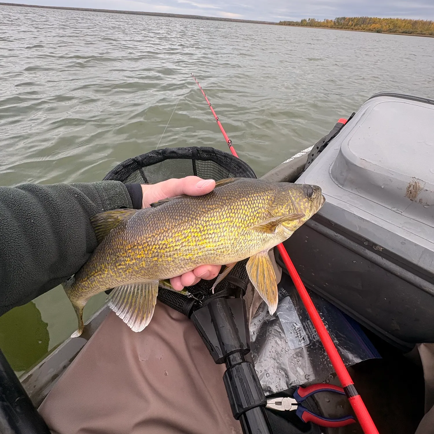Walleye caught on Fishbrain