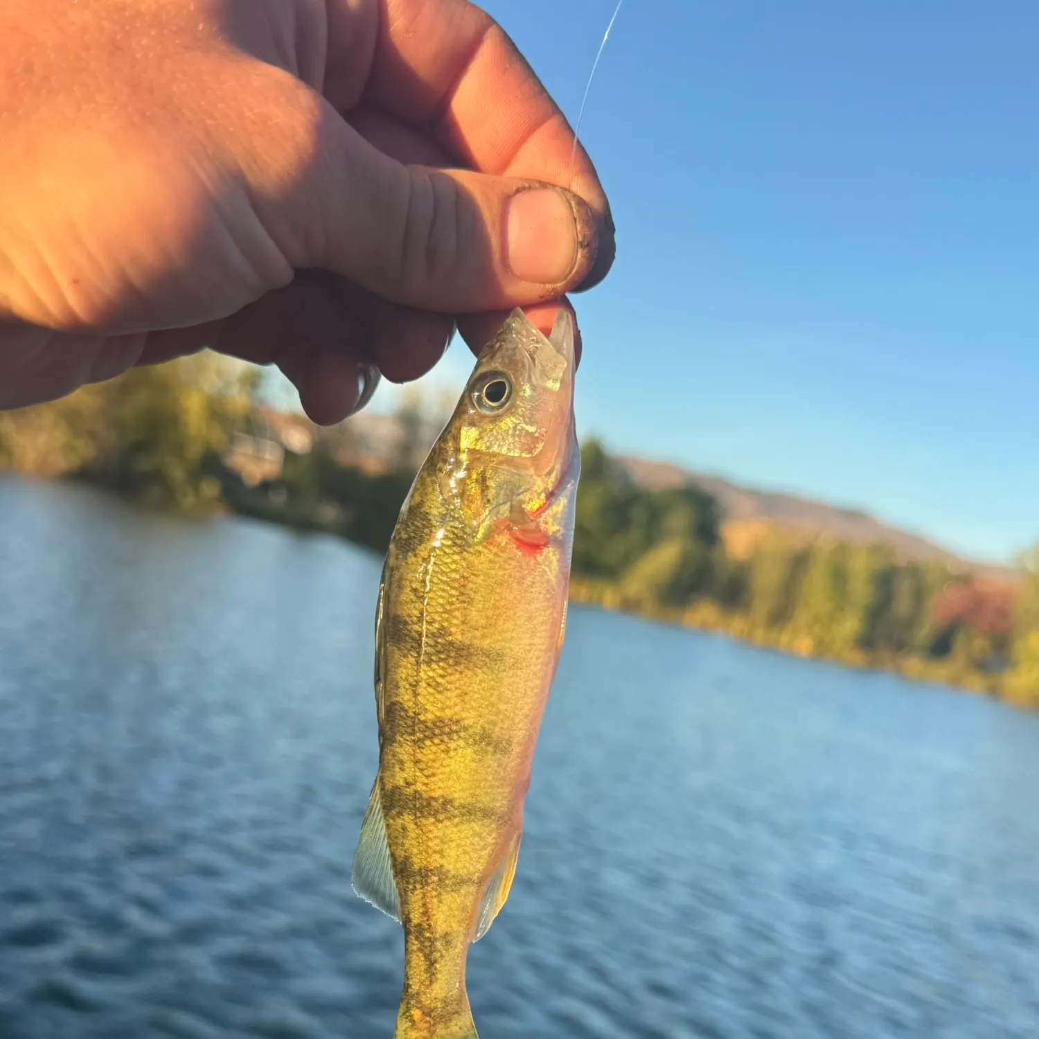 Yellow perch caught on Fishbrain