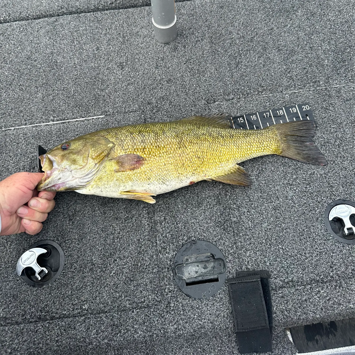 Smallmouth bass caught on Fishbrain