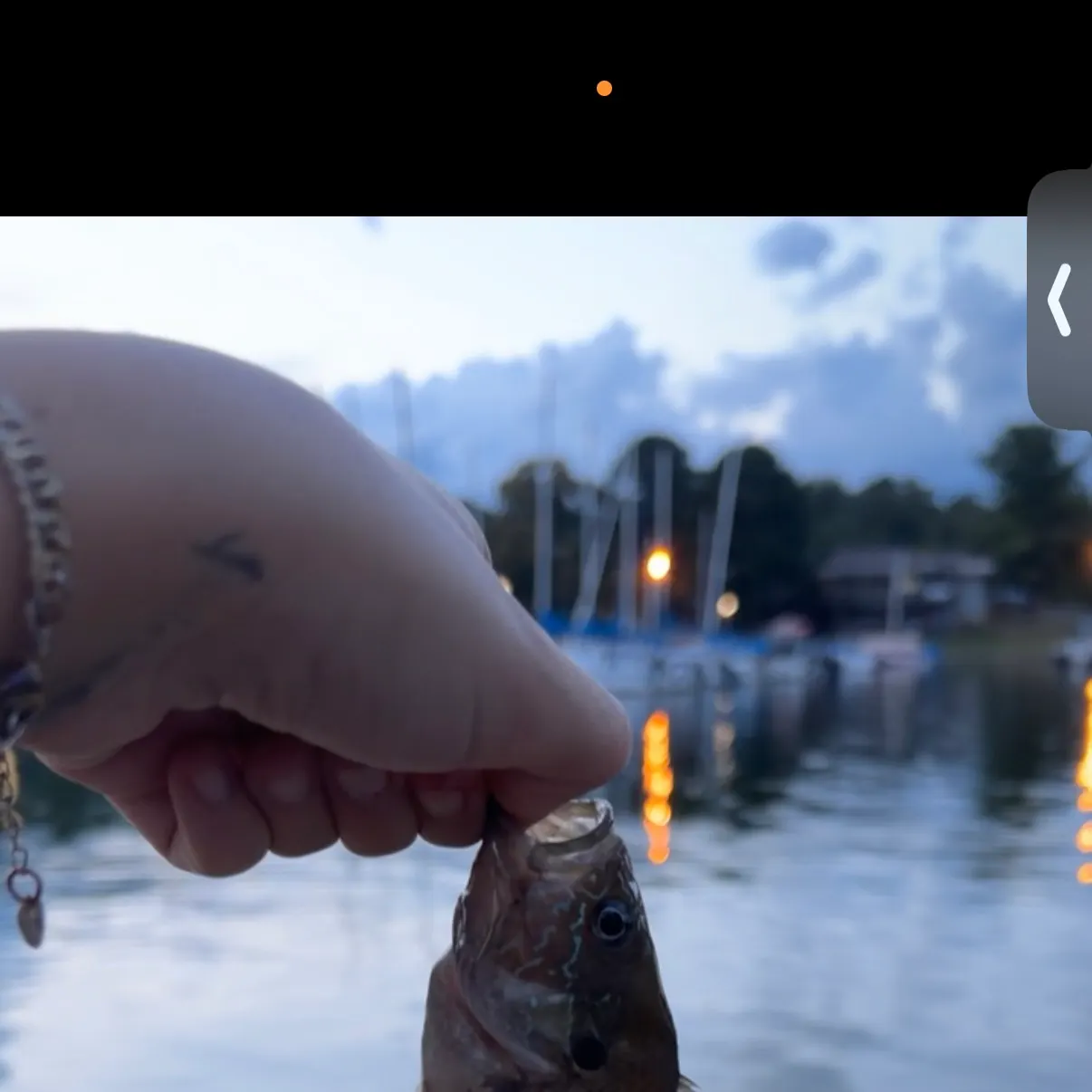 Green sunfish caught on Fishbrain