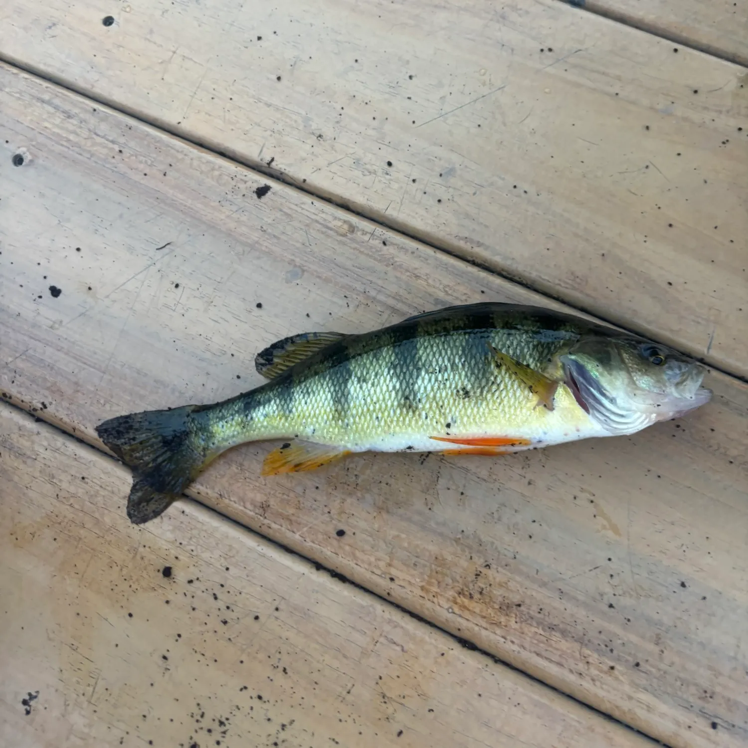 Yellow perch caught on Fishbrain