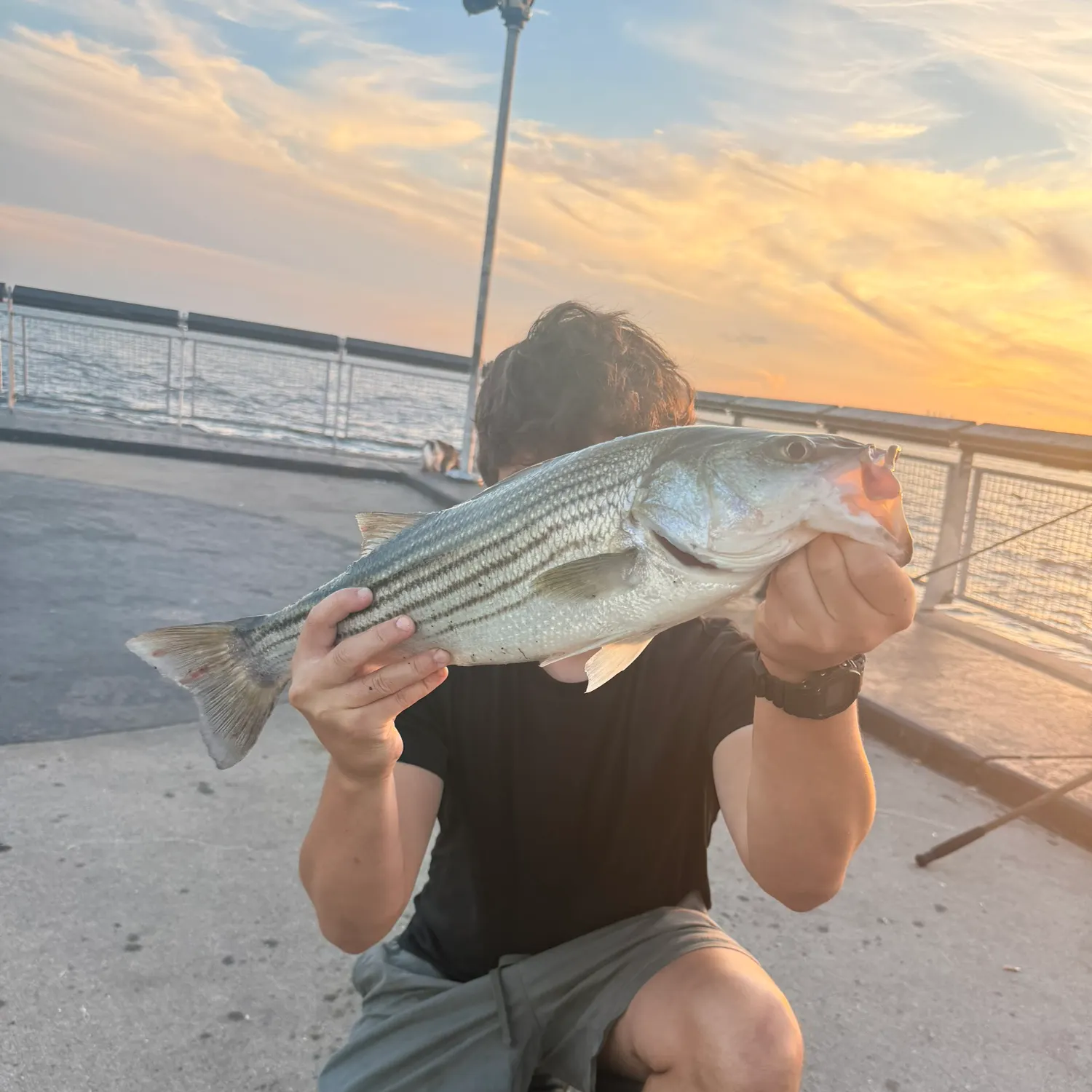 Striped bass caught on Fishbrain