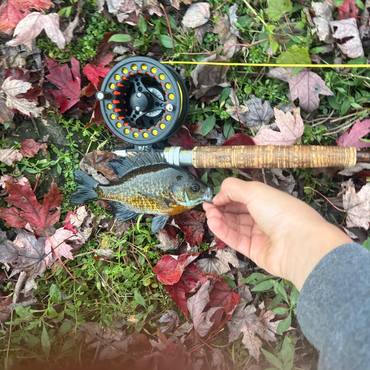 Bluegill caught on Fishbrain