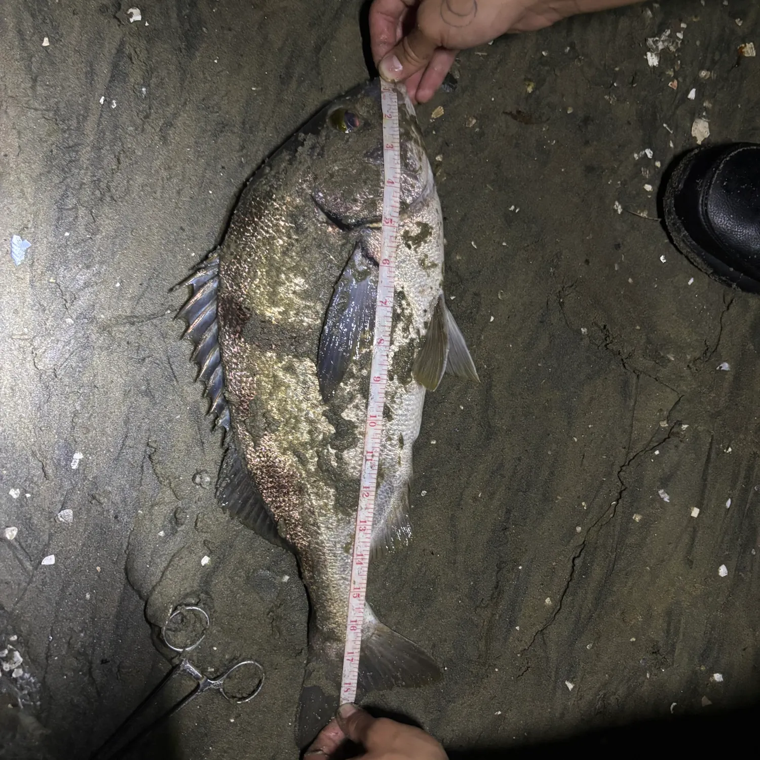 Sargo caught on Fishbrain