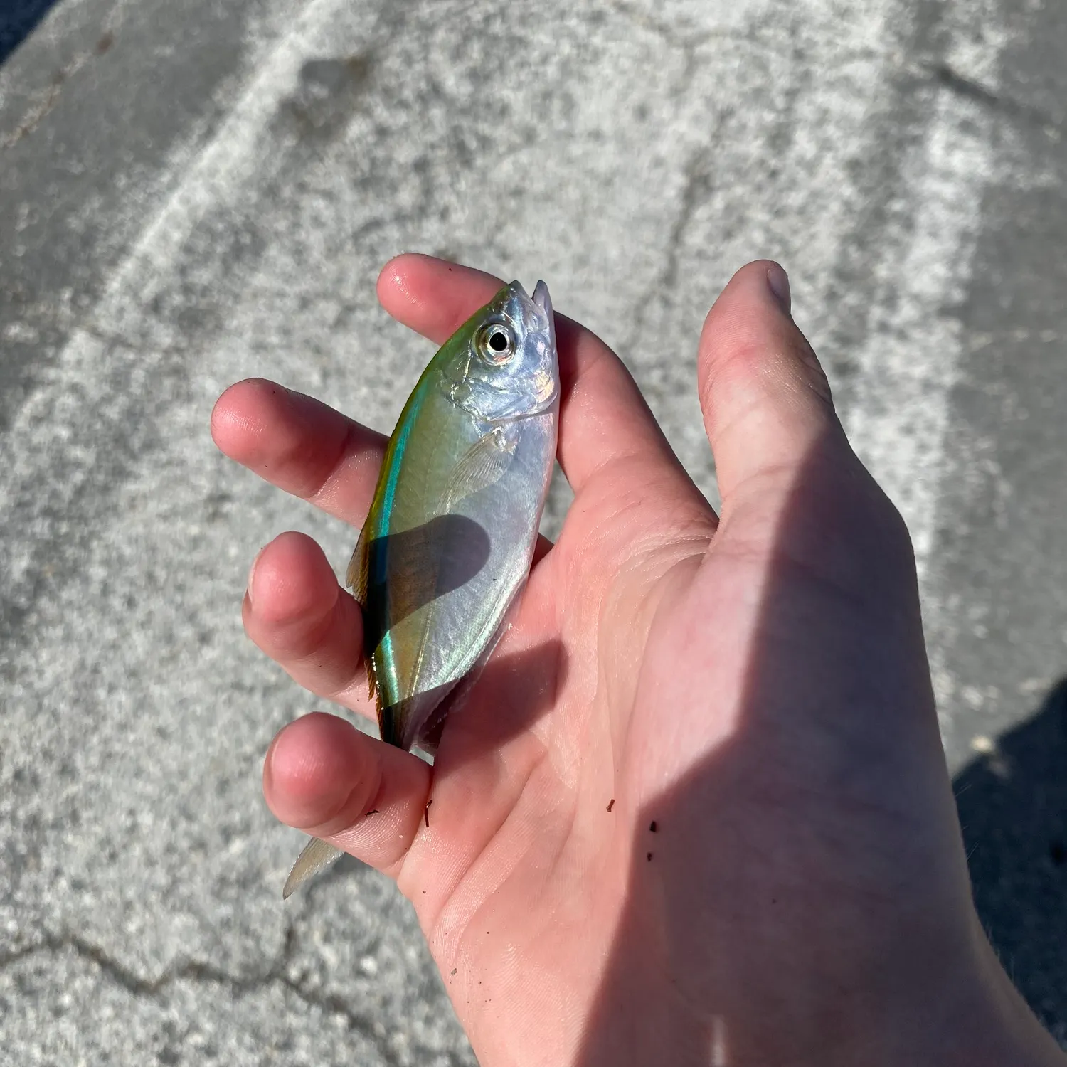 The most recent Bar jack catches on Fishbrain