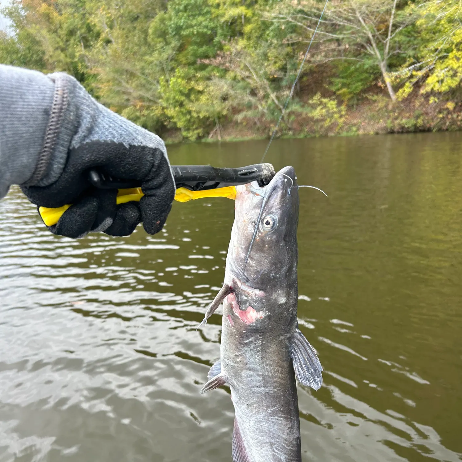 Channel catfish caught on Fishbrain
