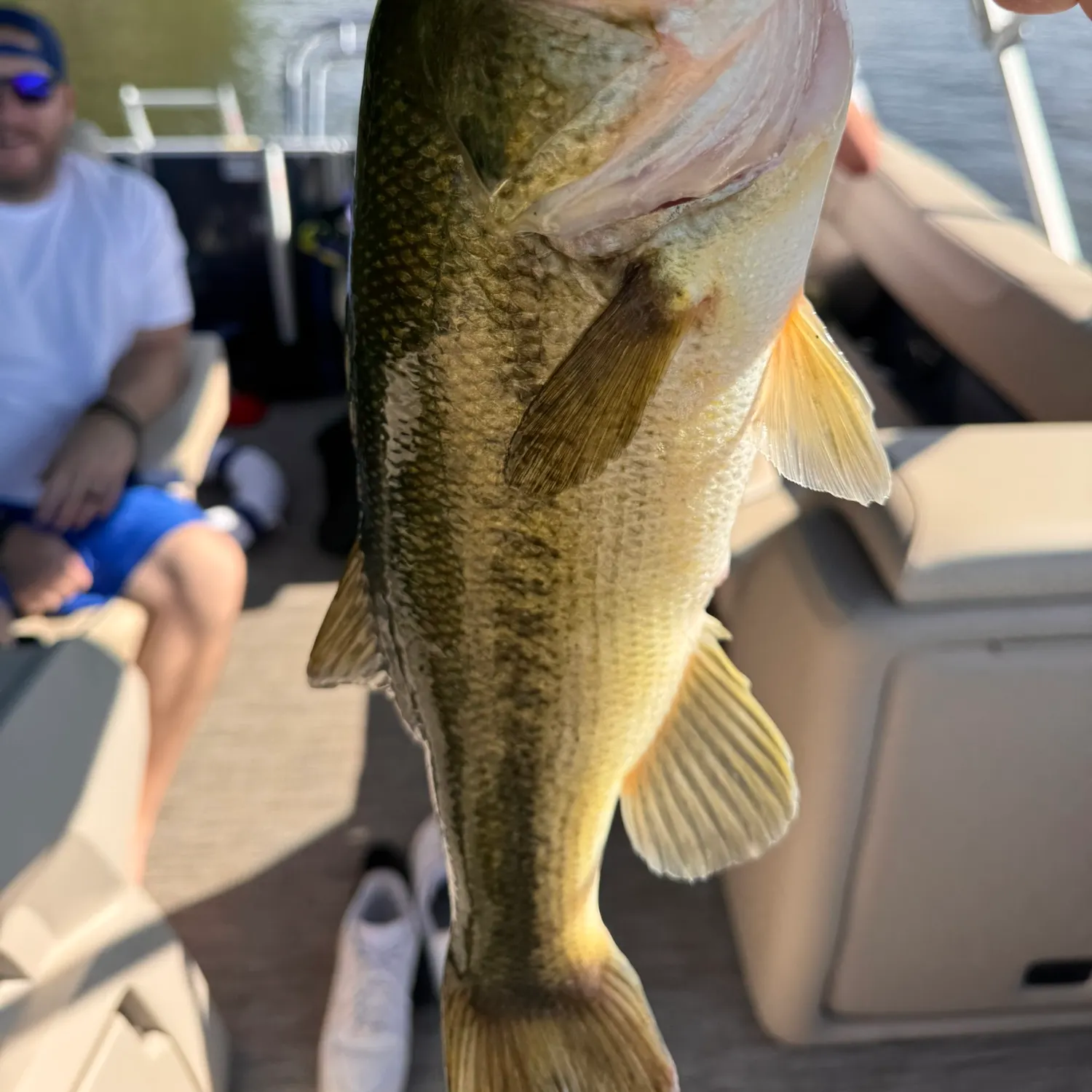 Smallmouth bass caught on Fishbrain