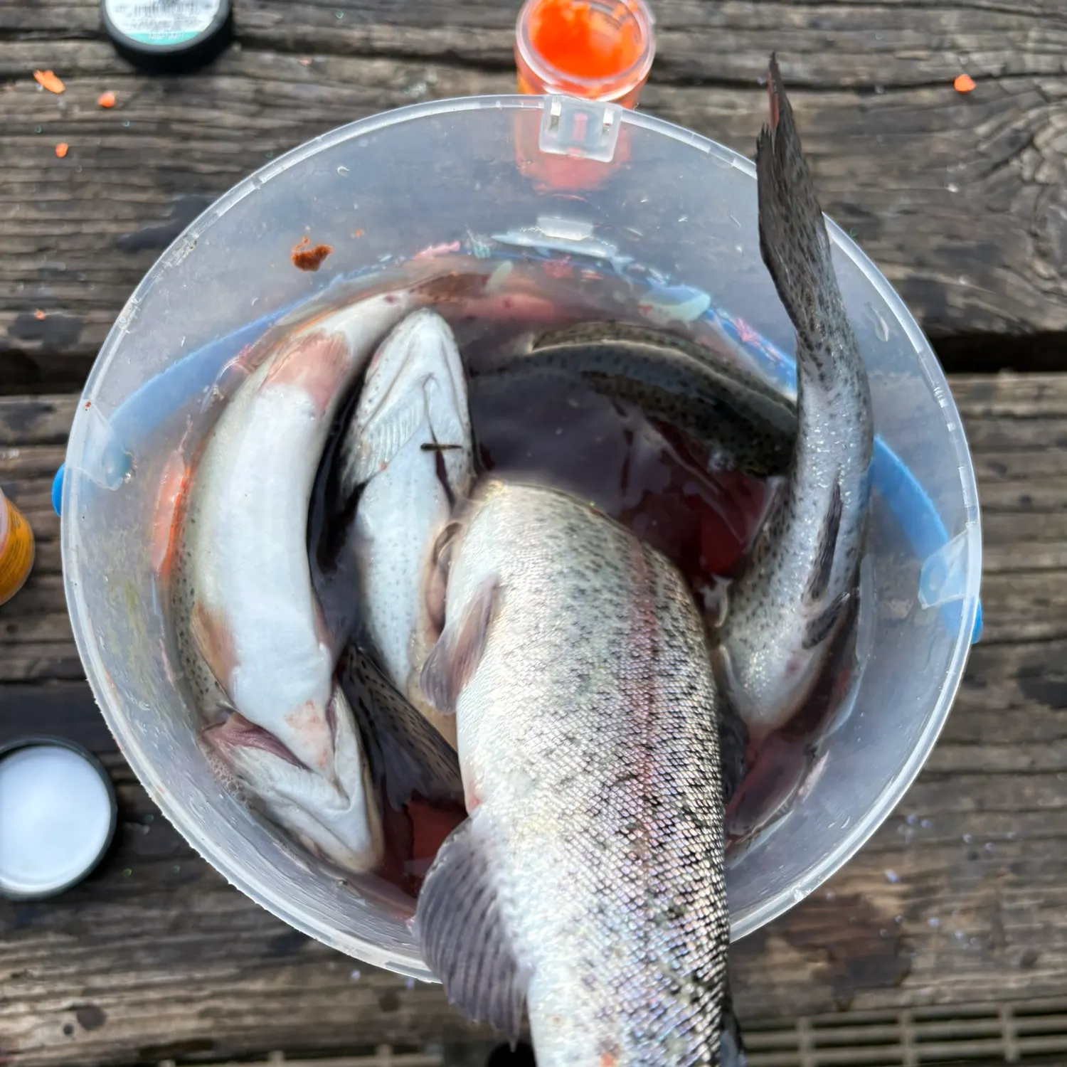 recently logged catches