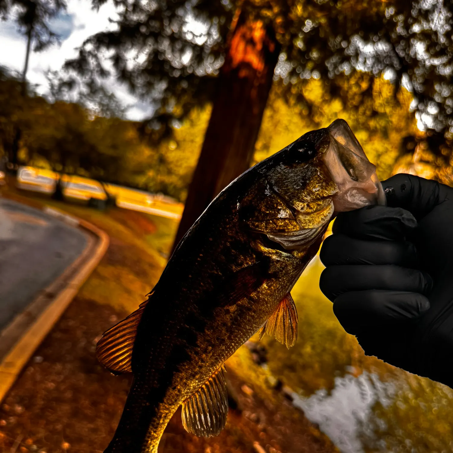 catch
