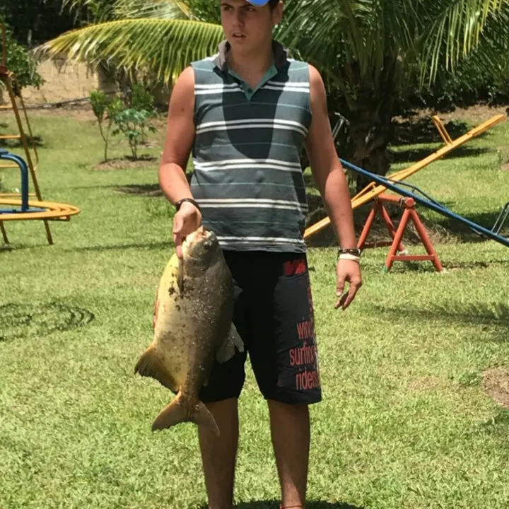 Small-scaled pacu caught on Fishbrain