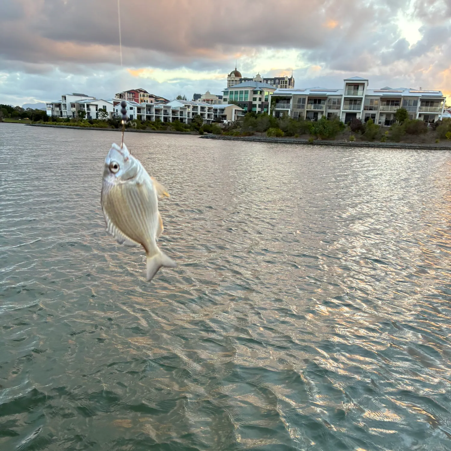 Surf bream caught on Fishbrain