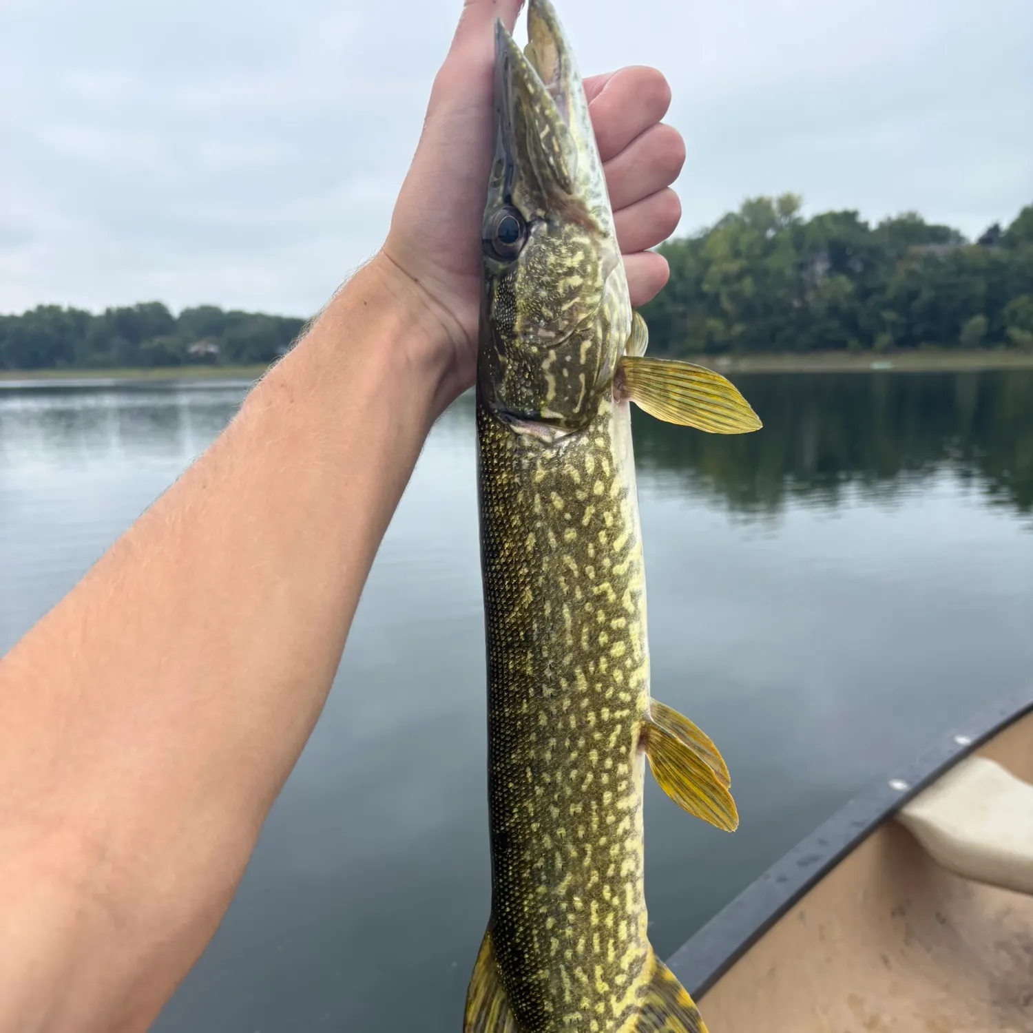 Northern pike caught on Fishbrain