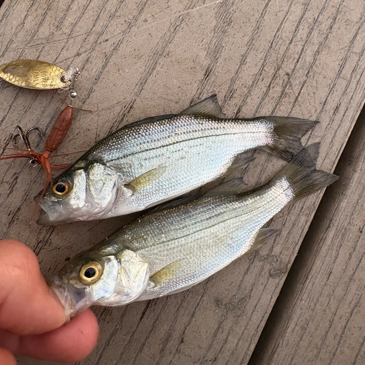 recently logged catches