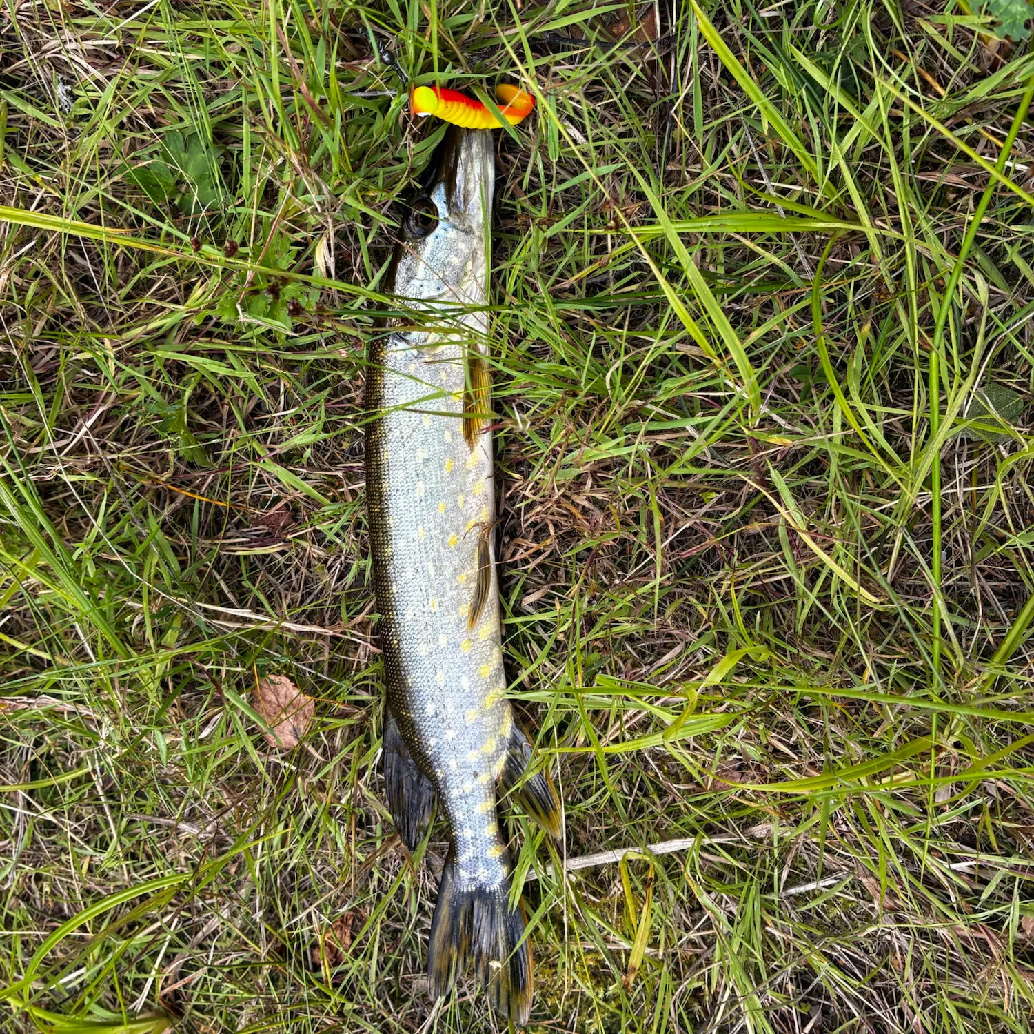 Northern pike caught on Fishbrain