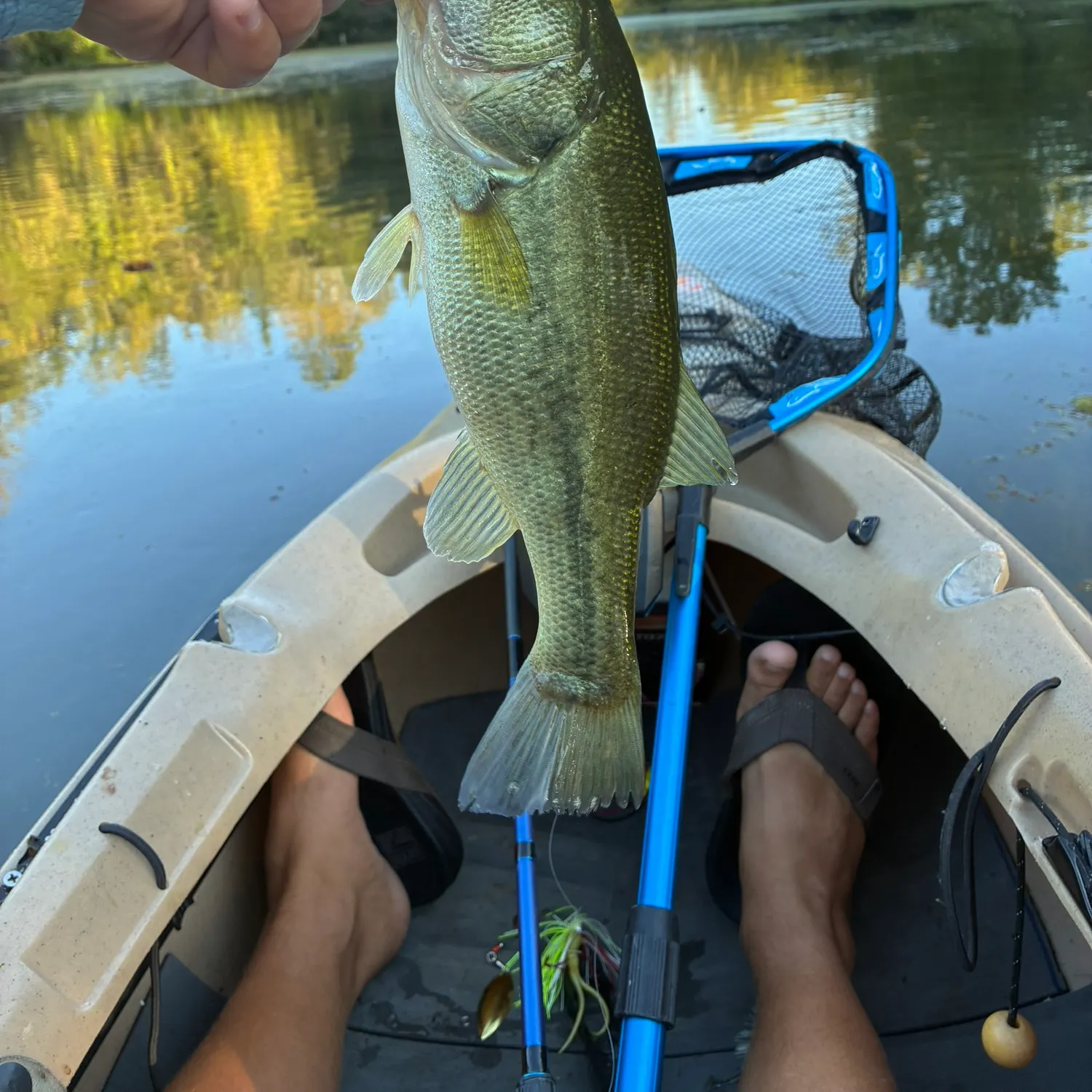 Largemouth bass caught on Fishbrain