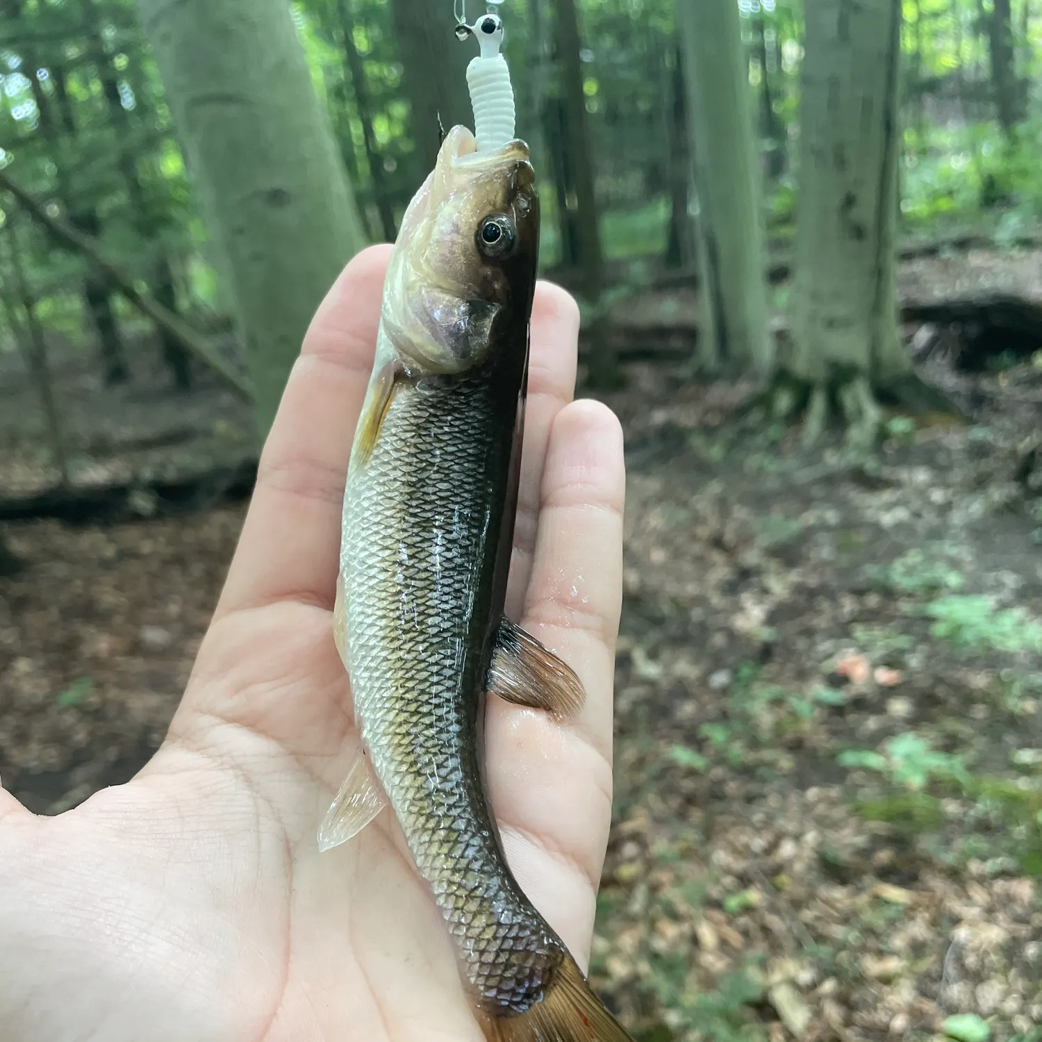 Creek chub caught on Fishbrain