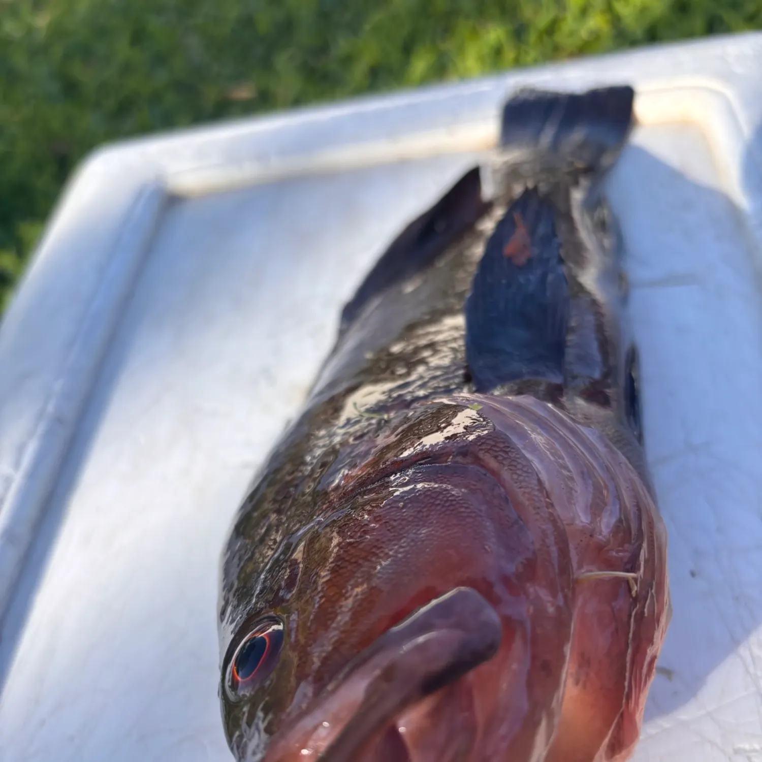 The most recent Breaksea cod catches on Fishbrain