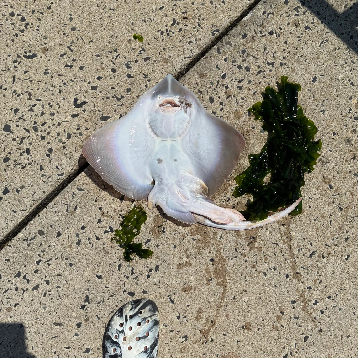 The most recent Little Skate catches on Fishbrain