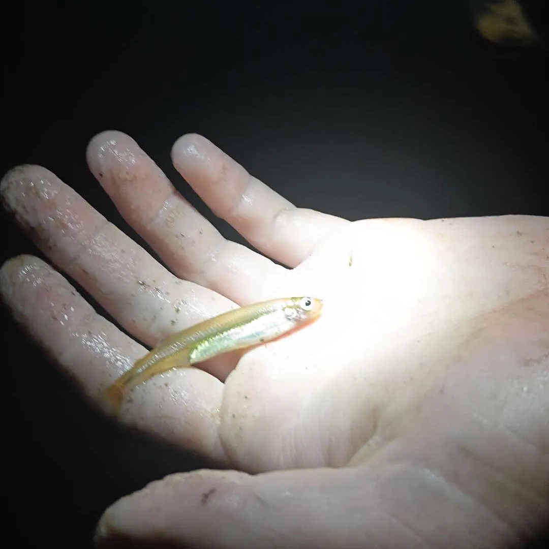 The most recent Topsmelt silverside catches on Fishbrain