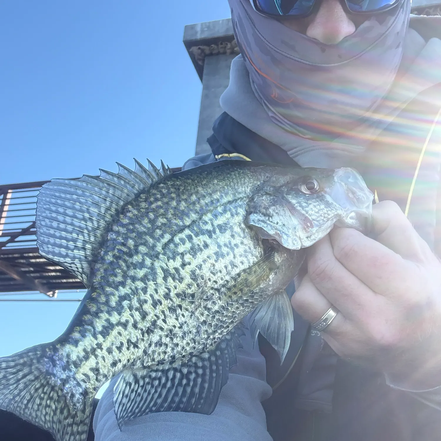 Black crappie caught on Fishbrain