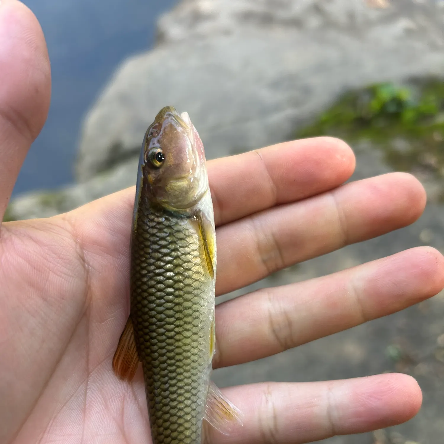 The most recent Dark chub catches on Fishbrain