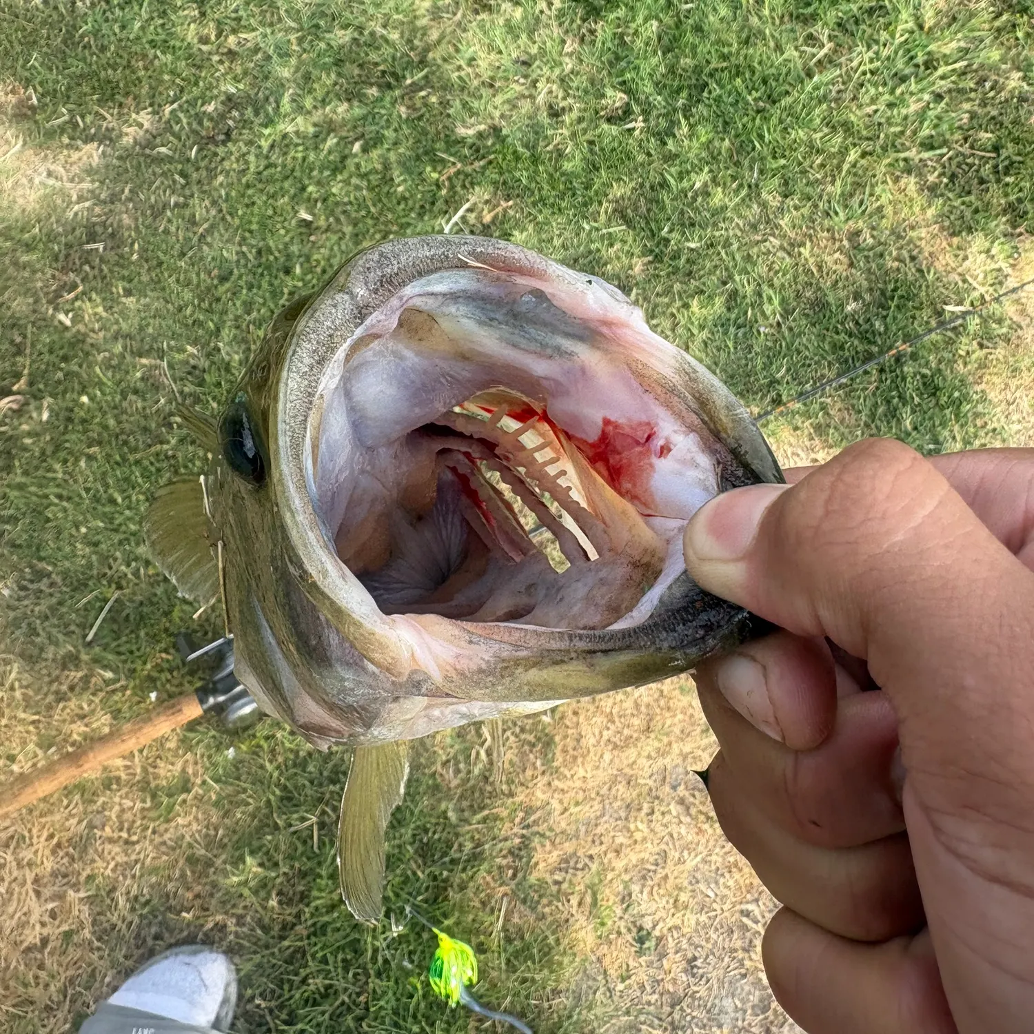 Largemouth bass caught on Fishbrain