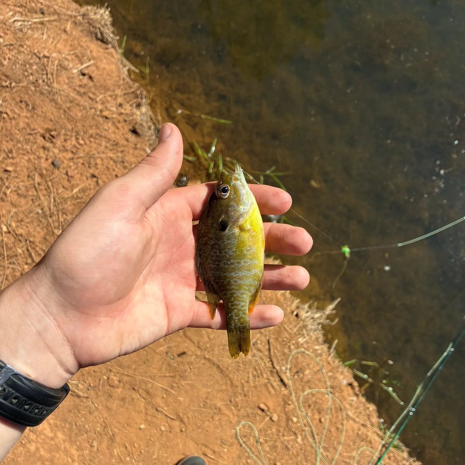 Bluegill caught on Fishbrain