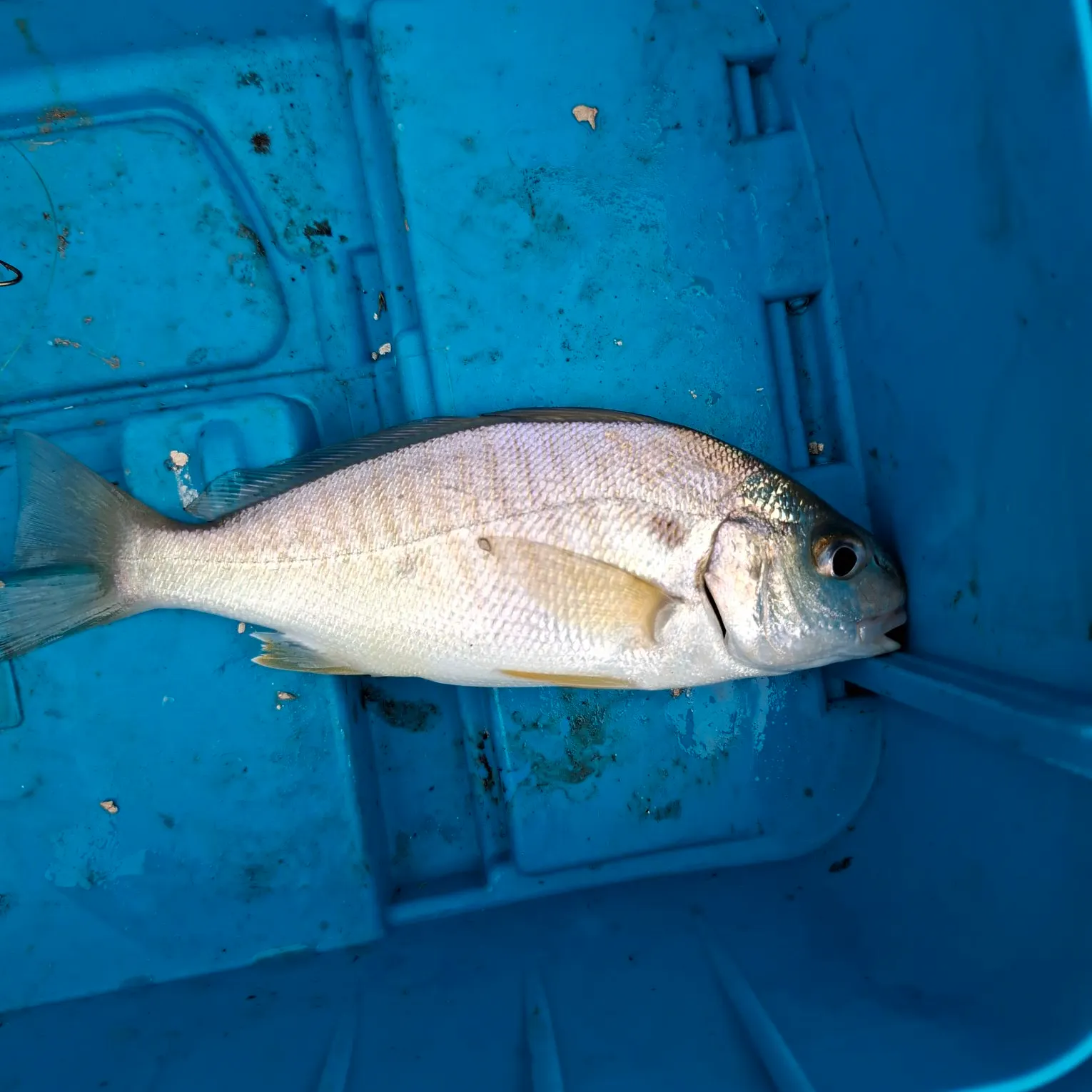 Spot croaker caught on Fishbrain