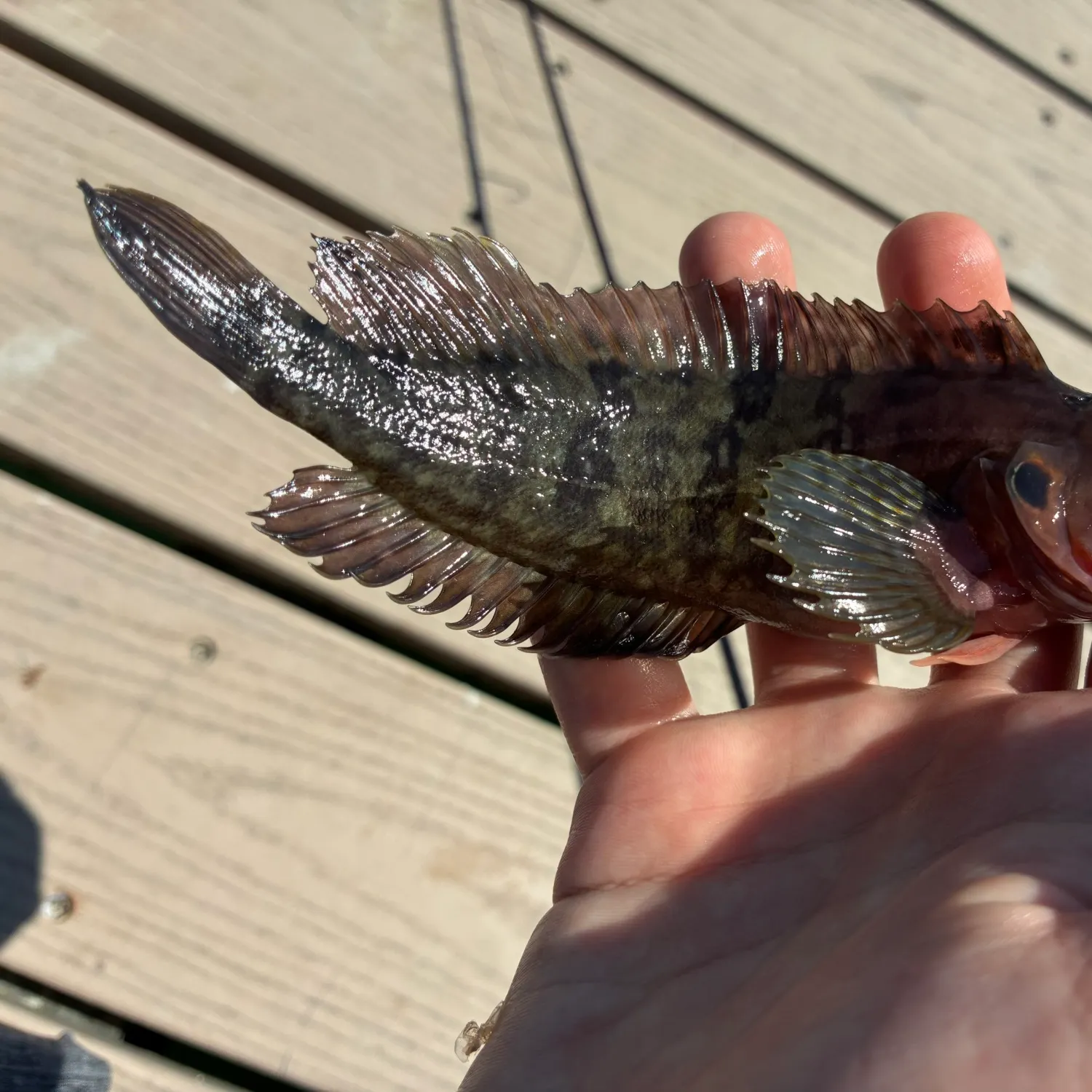 The most recent Masquerader hairy blenny catches on Fishbrain