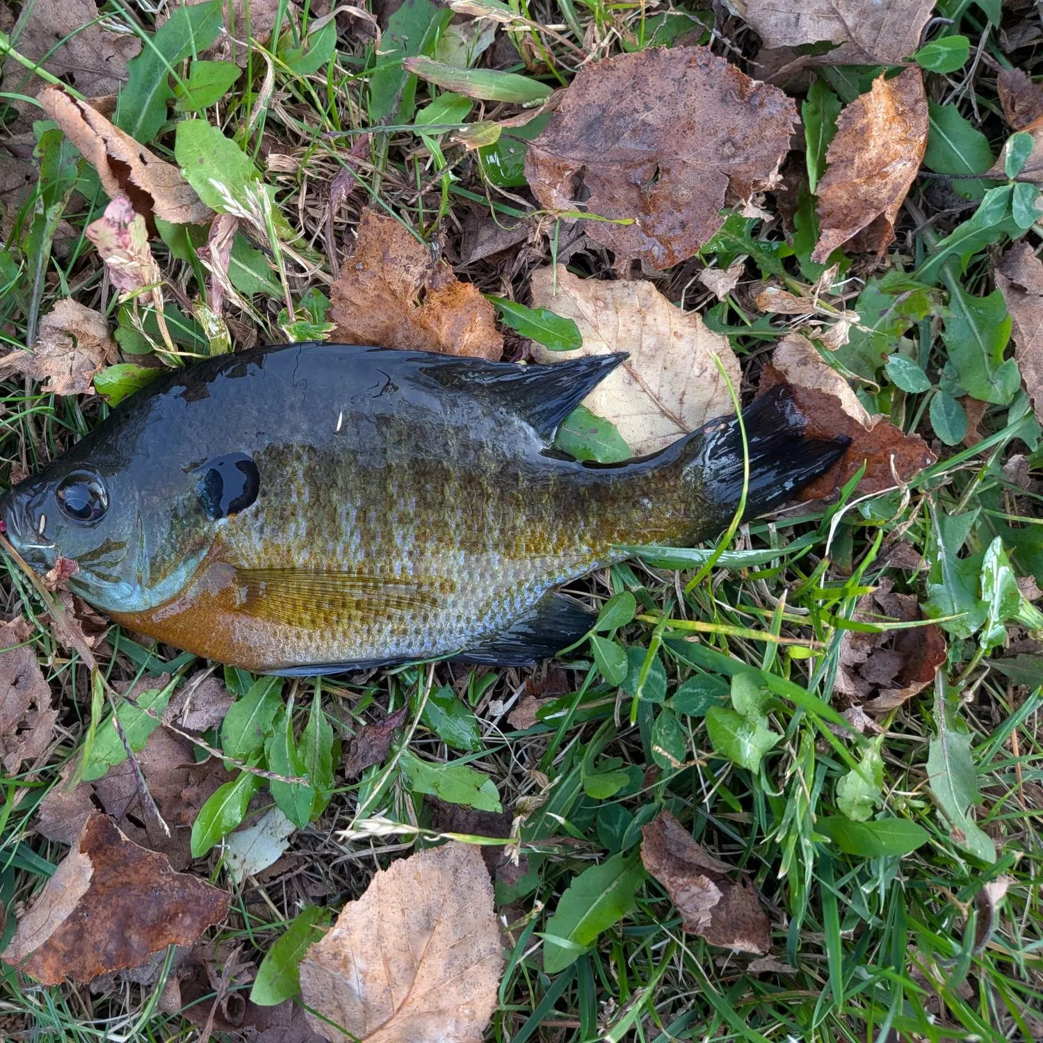 Bluegill caught on Fishbrain