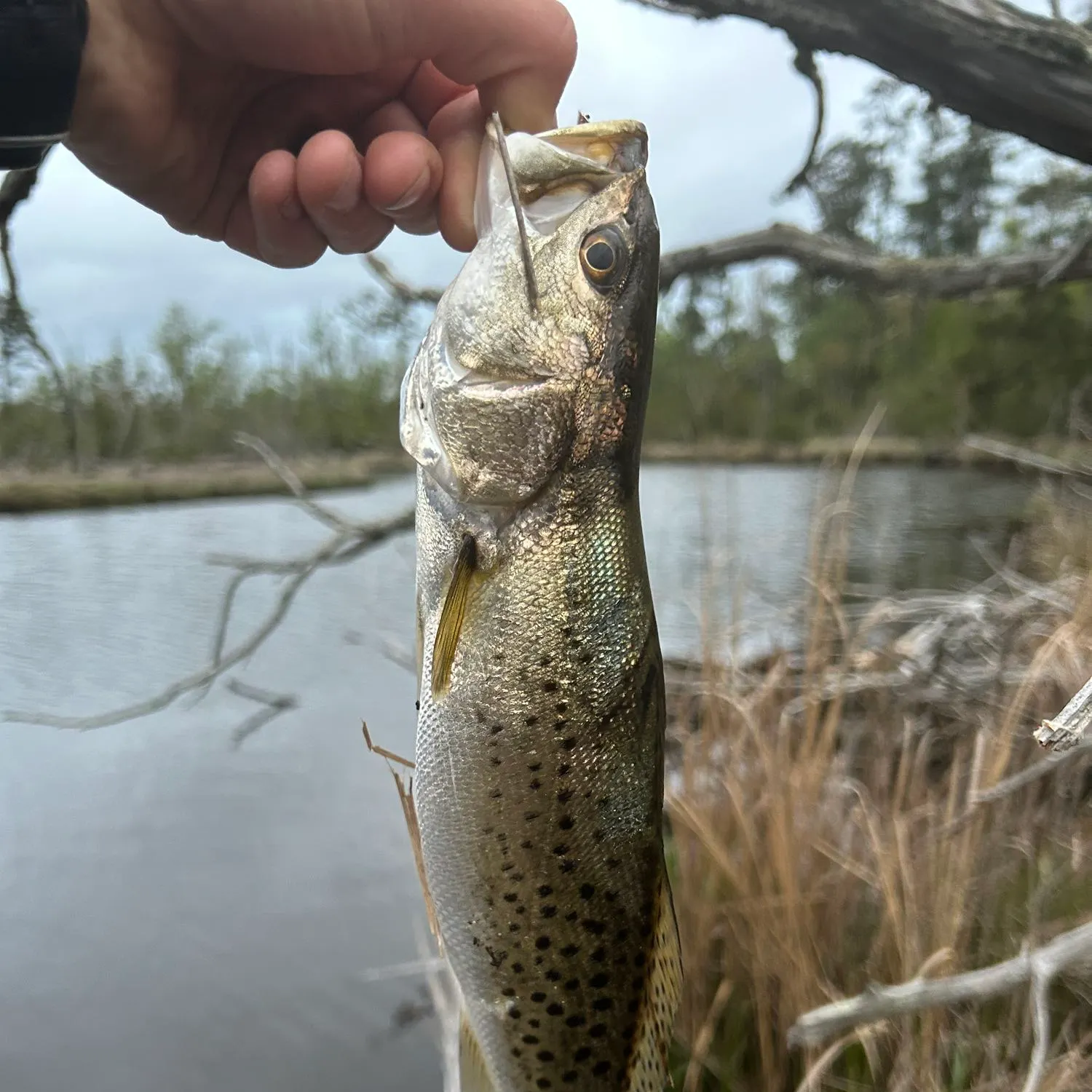 Spotted seatrout caught on Fishbrain