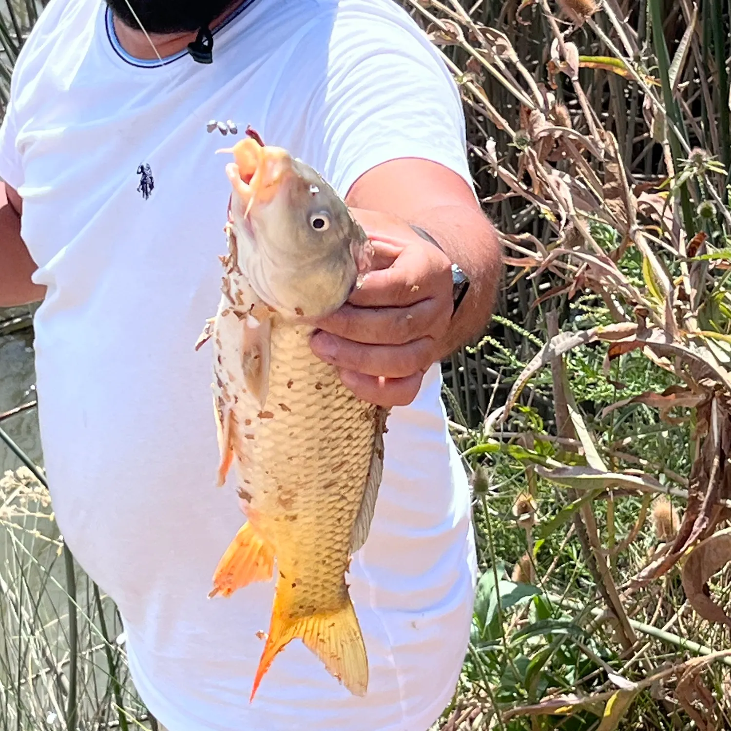 Fish caught on Fishbrain