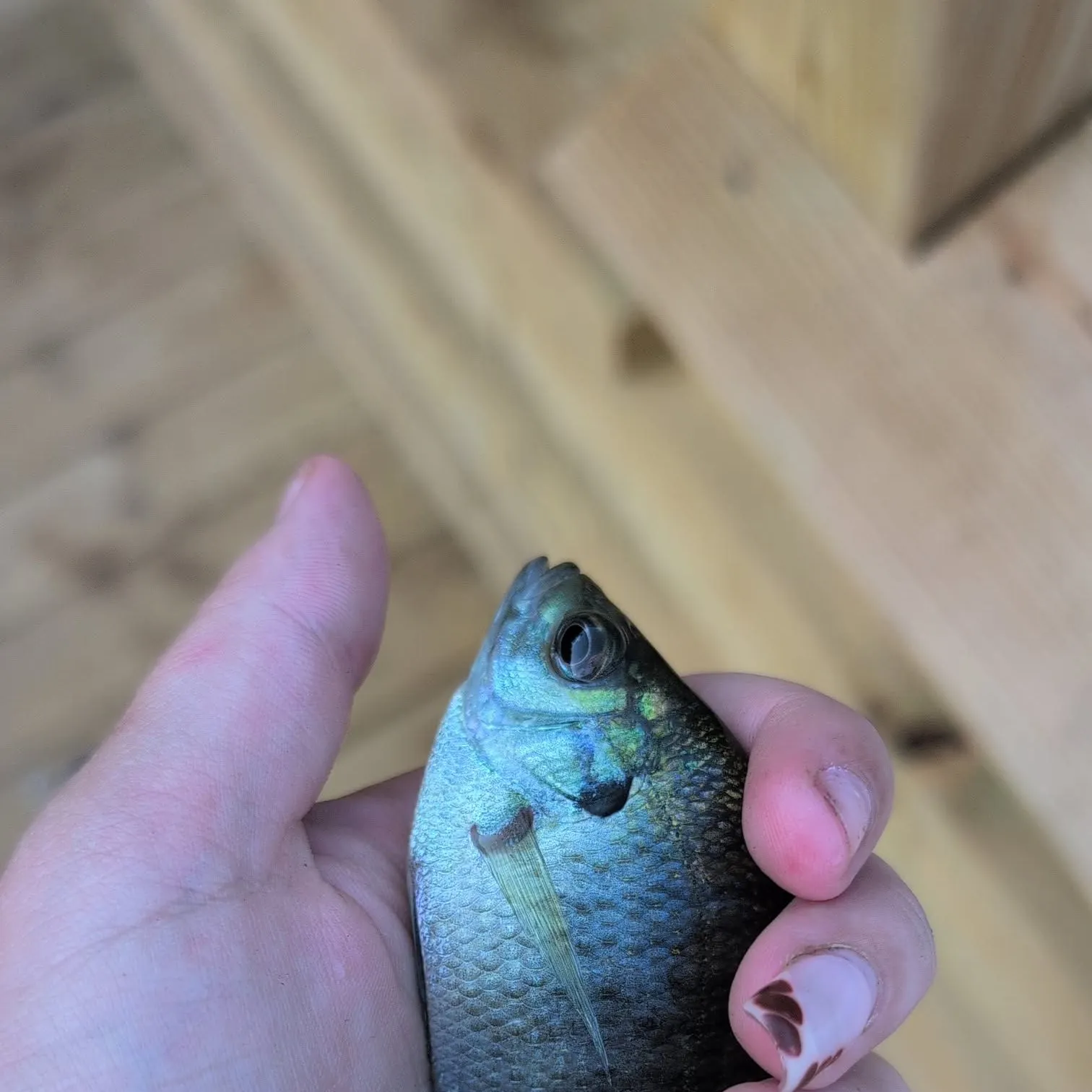 Bluegill caught on Fishbrain