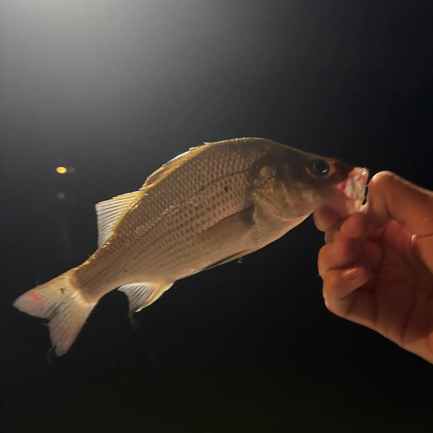 White perch caught on Fishbrain