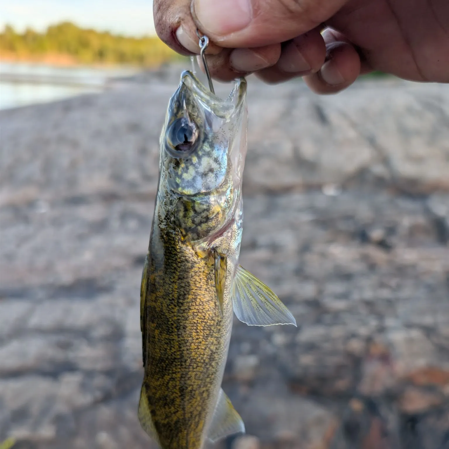 Walleye caught on Fishbrain