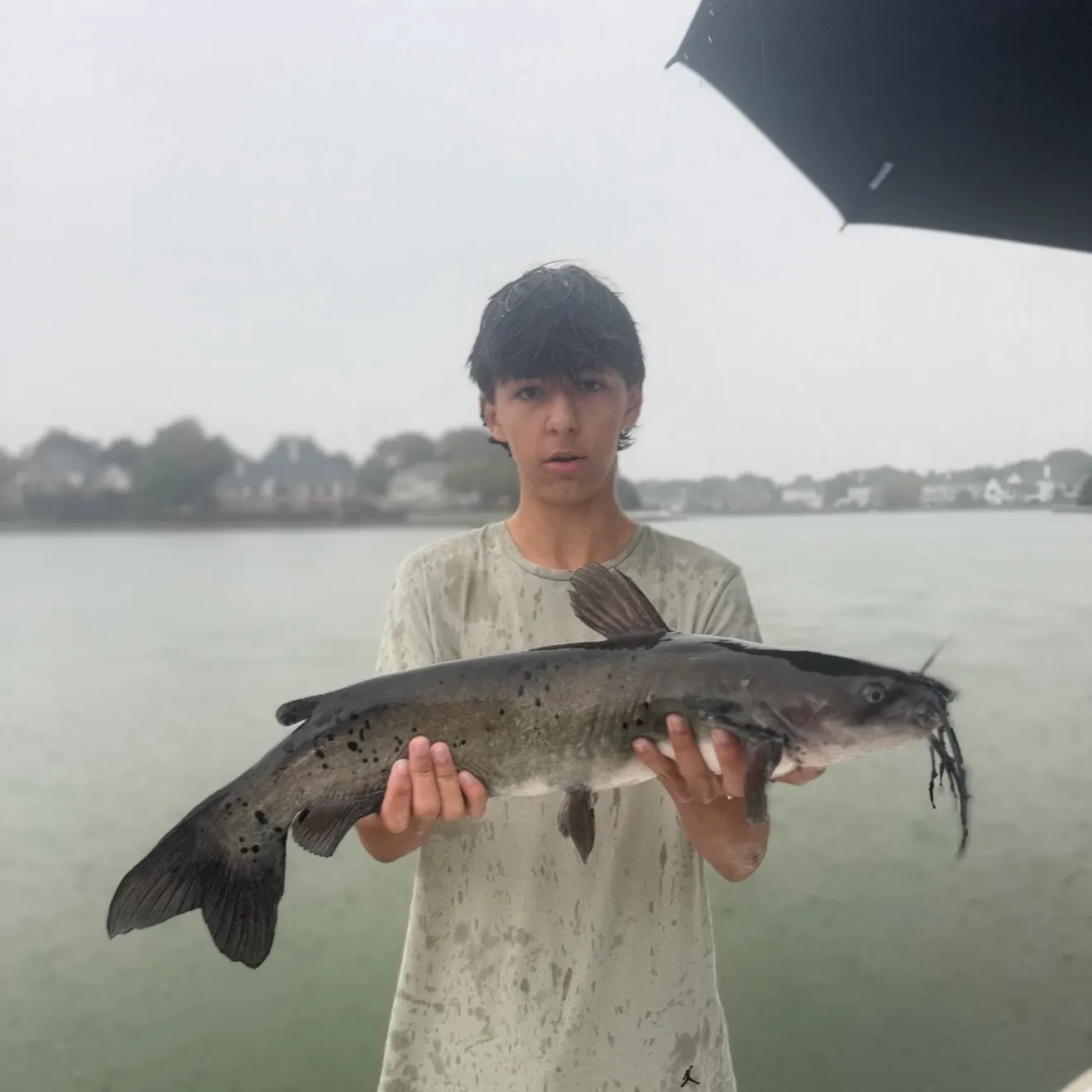 Channel catfish caught on Fishbrain