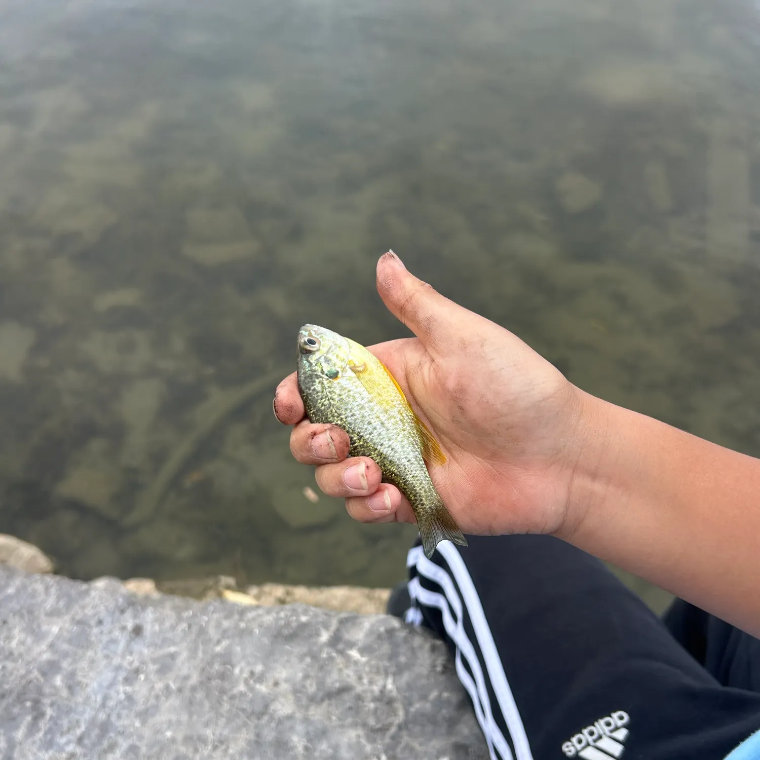 Pumpkinseed caught on Fishbrain