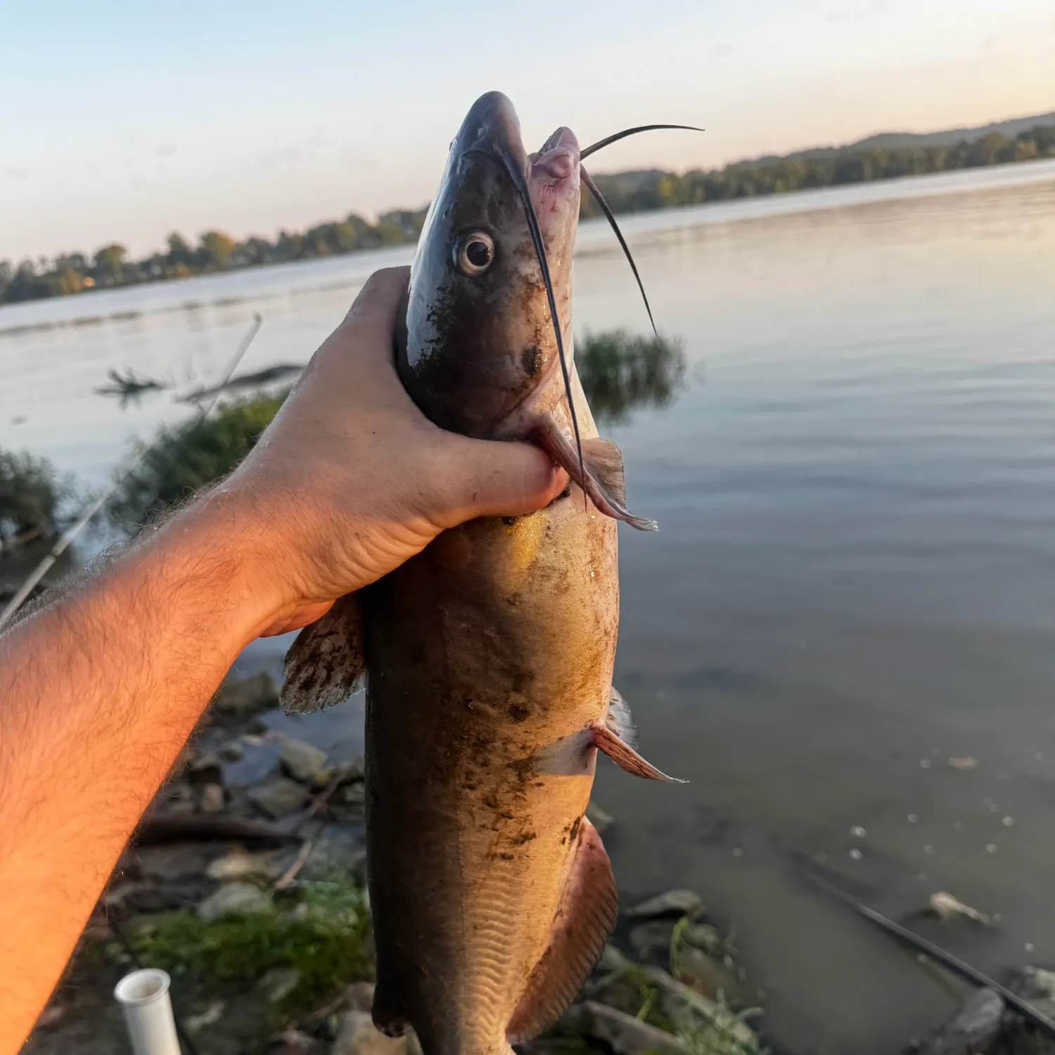 Channel catfish caught on Fishbrain