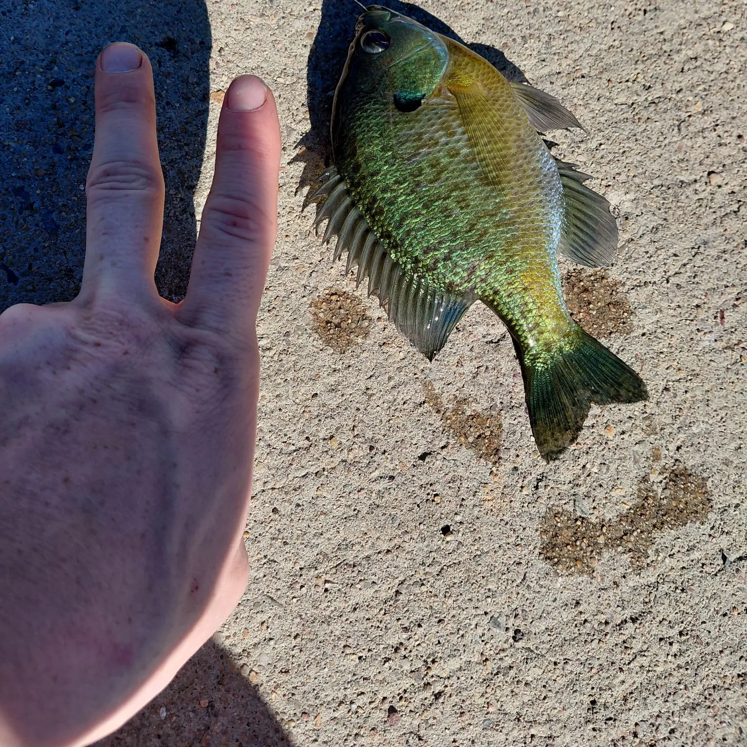 Bluegill caught on Fishbrain