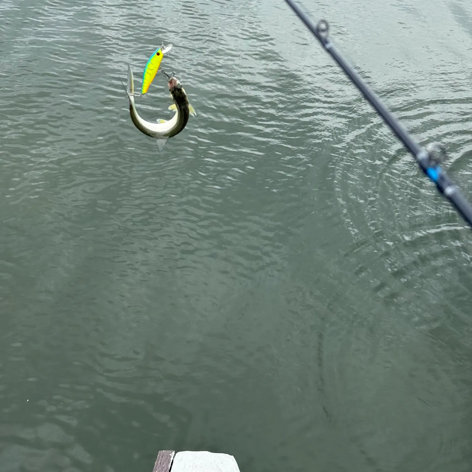 The most recent Ladyfish catches on Fishbrain