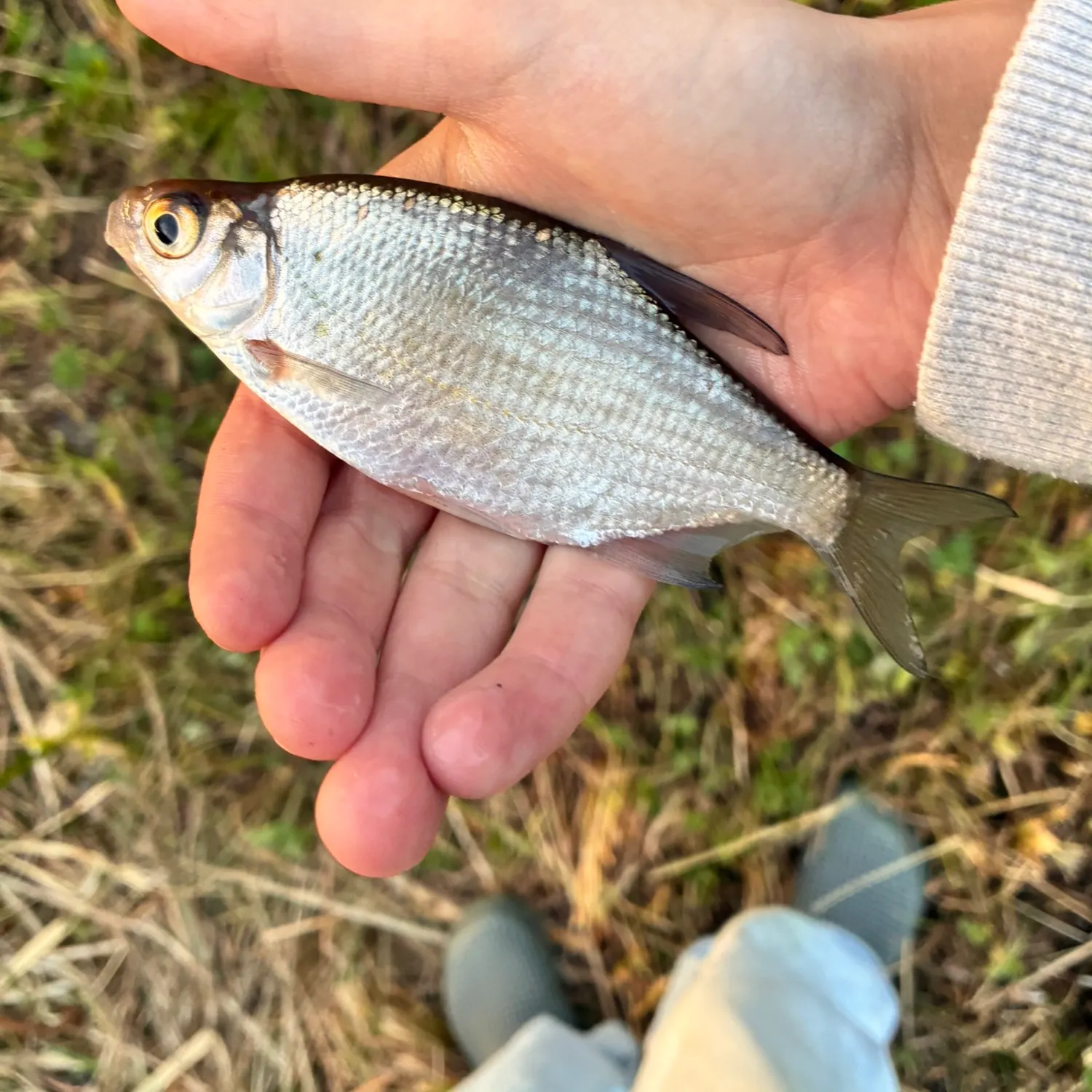 The most recent White bream catches on Fishbrain