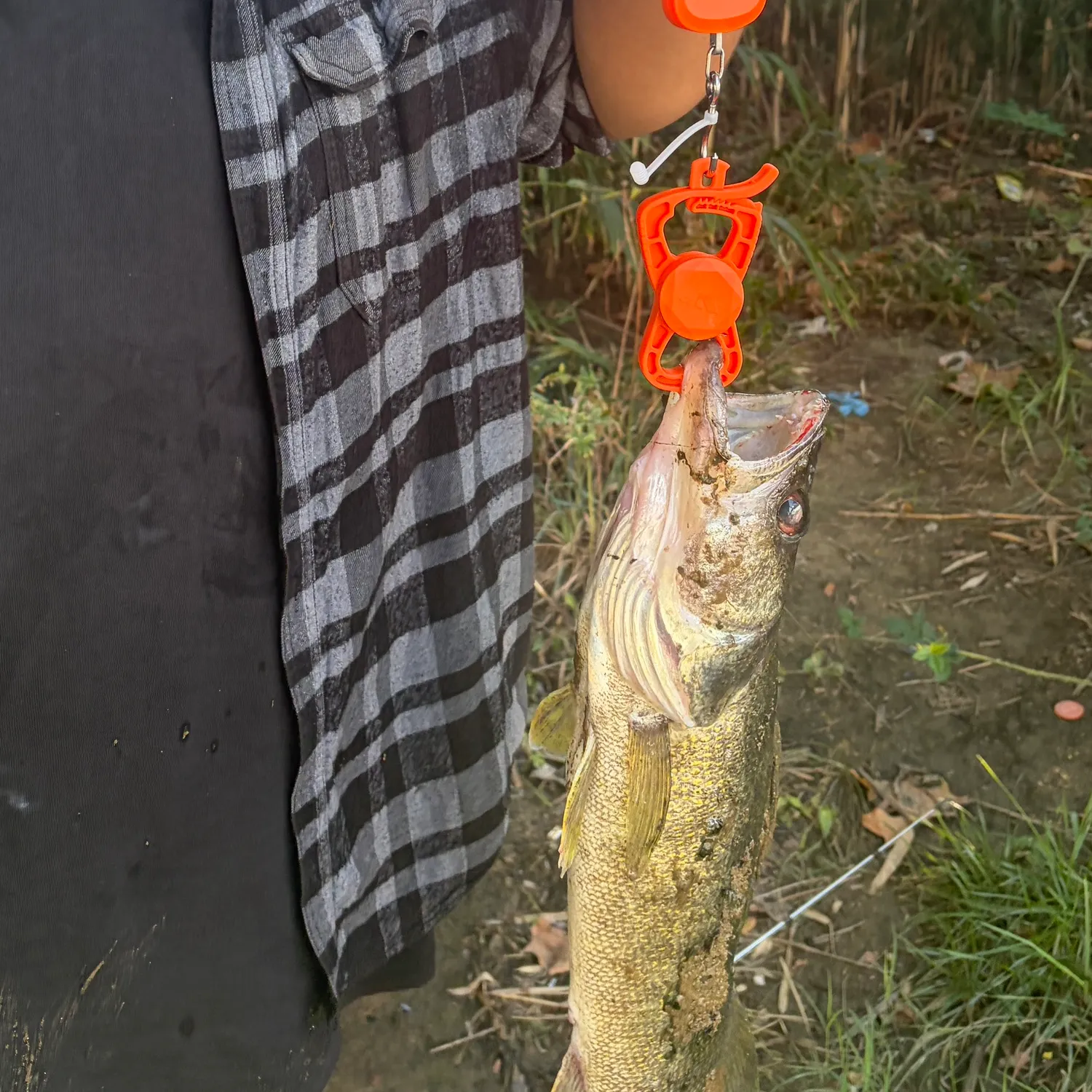 Fish caught on Fishbrain