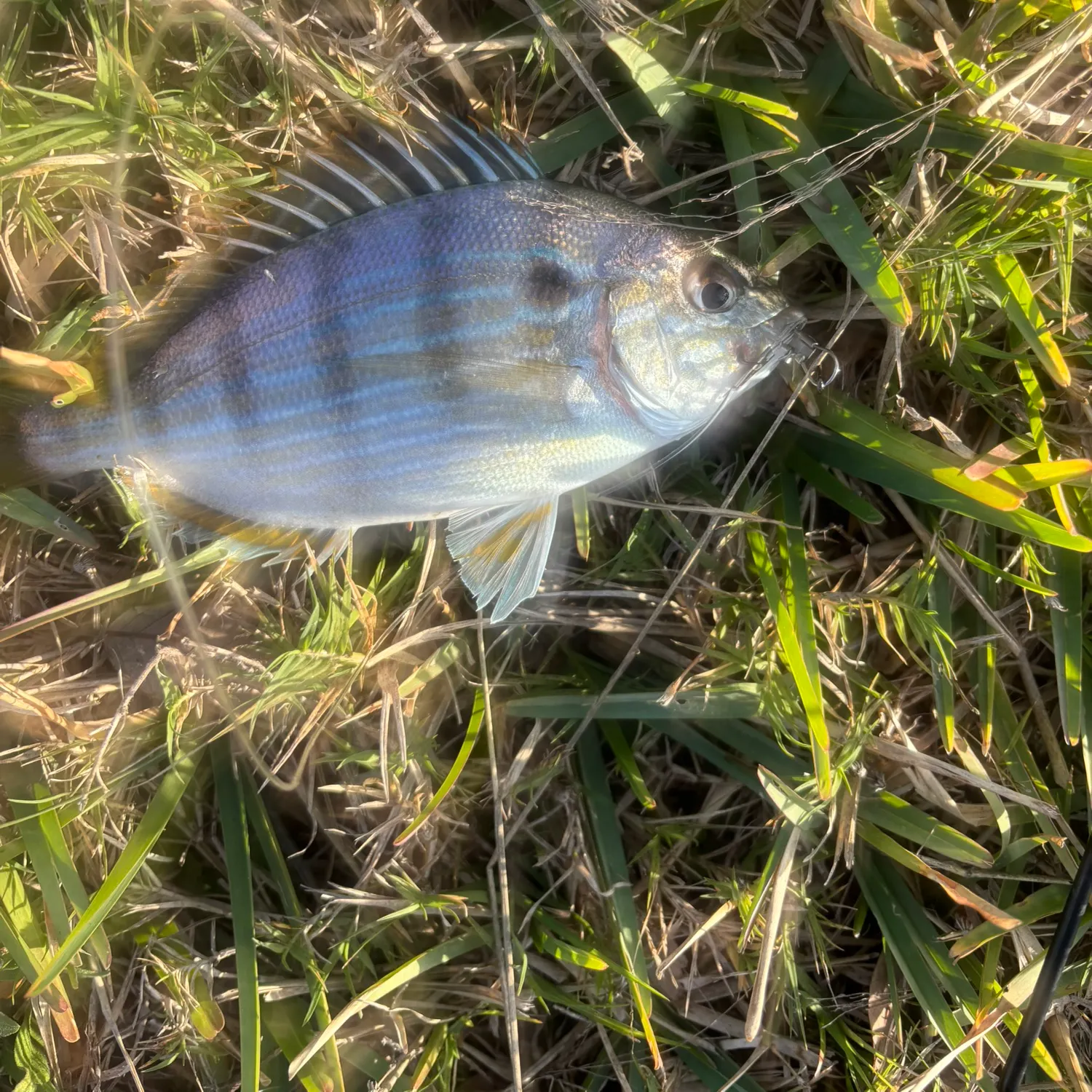 The most recent Pinfish catches on Fishbrain