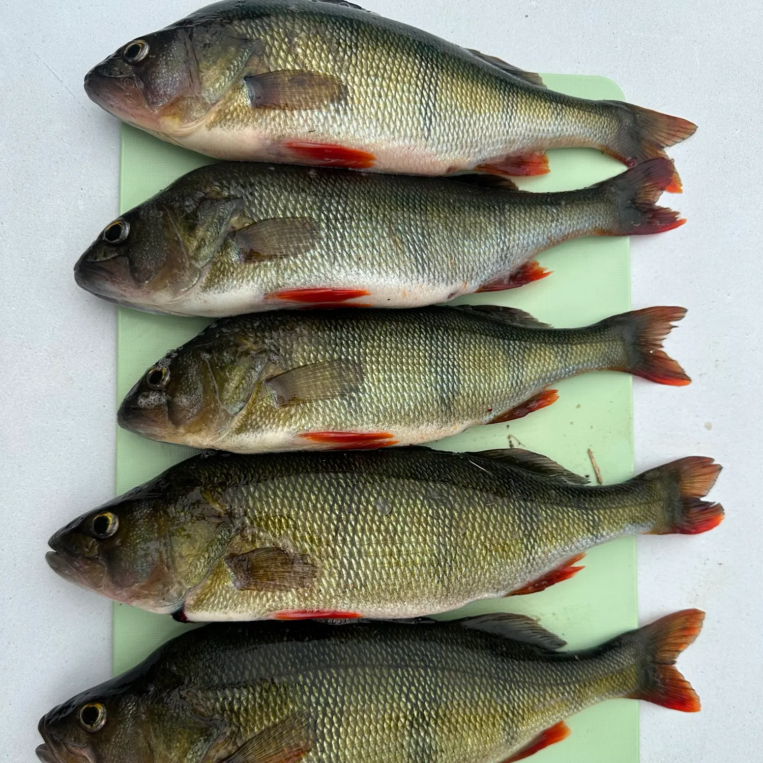 European perch caught on Fishbrain