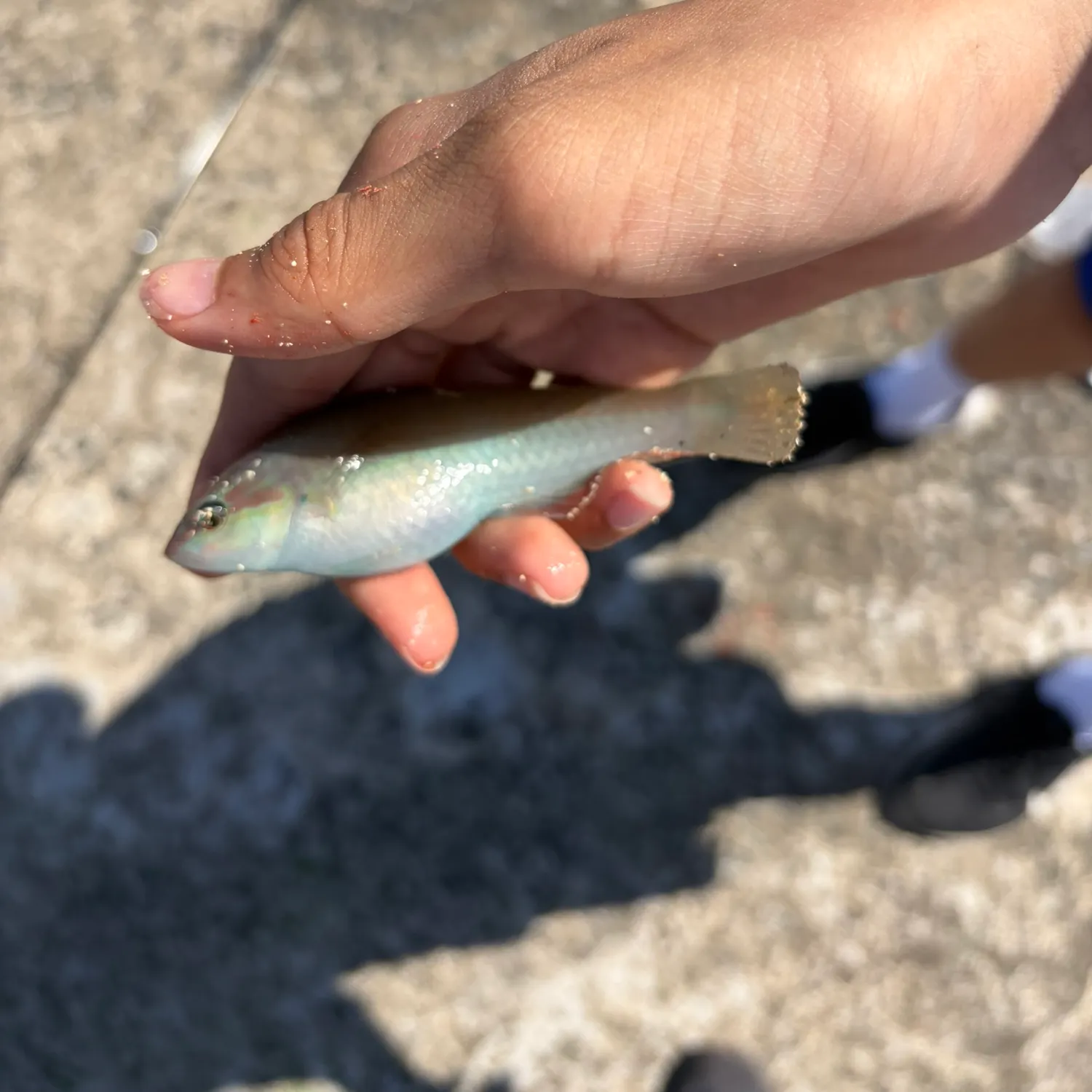 The most recent Slender wrasse catches on Fishbrain