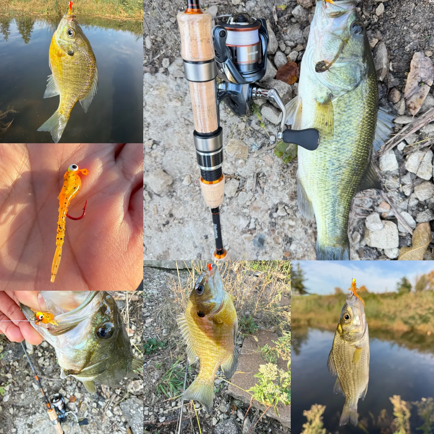 Fish caught on Fishbrain