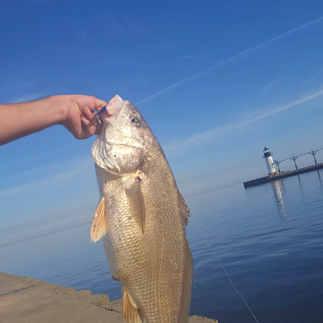 The most recent Freshwater drum catches on Fishbrain