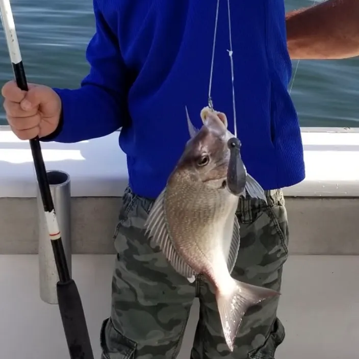 Scup caught on Fishbrain