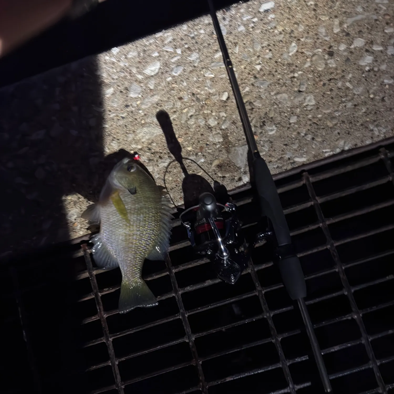 Bluegill caught on Fishbrain