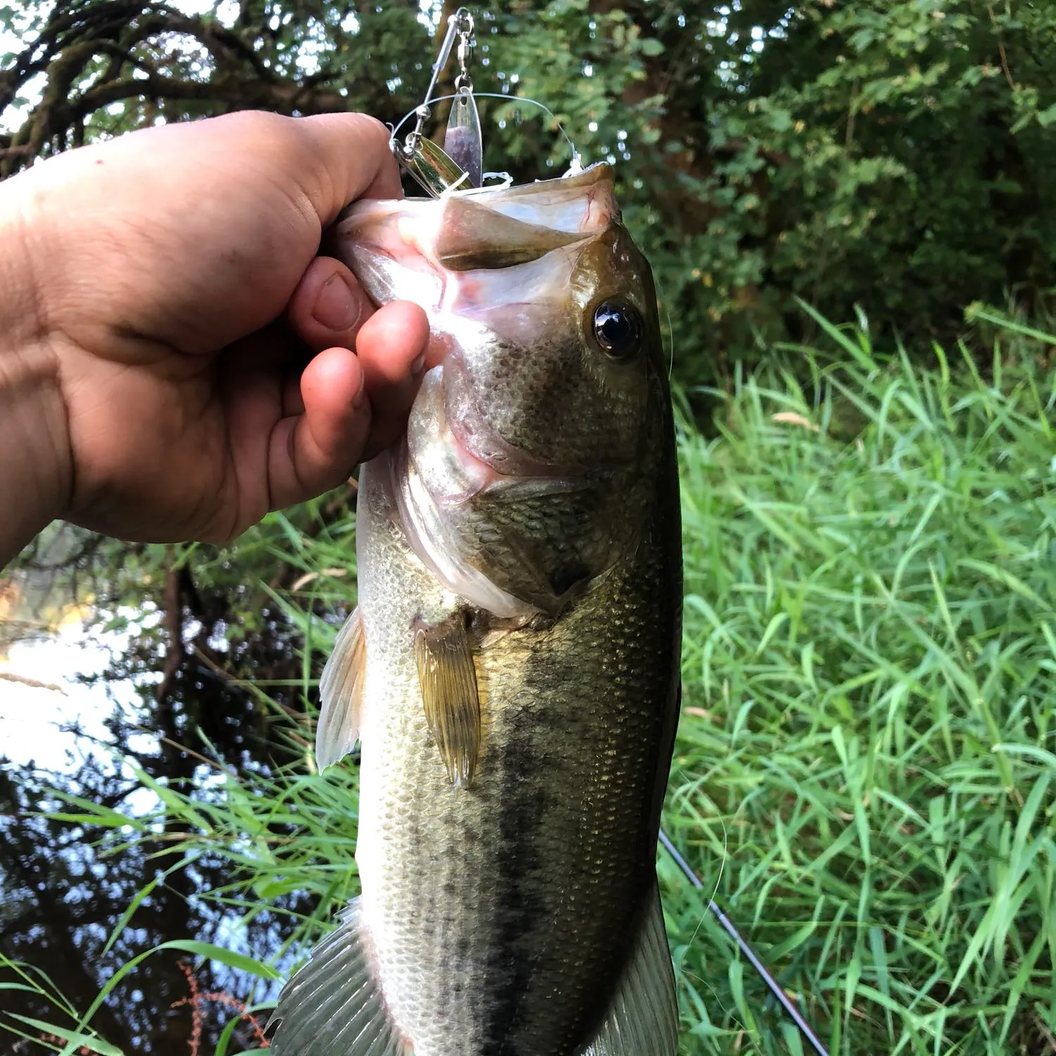 Largemouth bass caught on Fishbrain